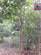 今年10公分白玉蘭價(jià)格是多少？