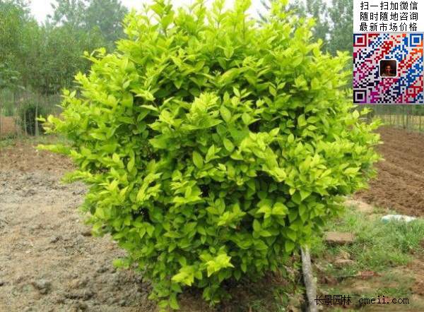 金葉女貞毛球--長(zhǎng)景園林 金葉女貞毛球--長(zhǎng)景園林