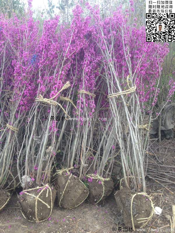 紫荊花 紫荊花
