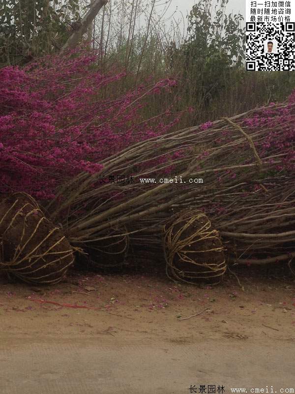 紫荊 紫荊