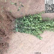 哪里有大葉黃楊綠籬苗 價(jià)格是多少？