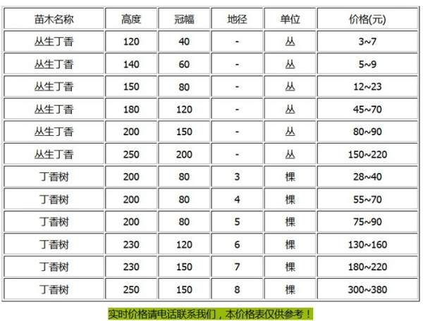 紫丁香花價格