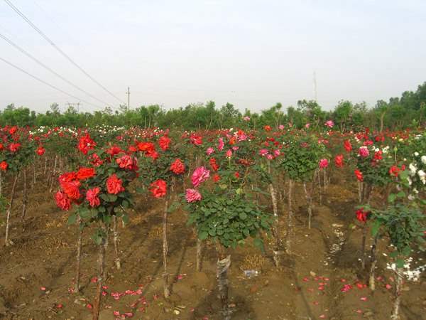 月季樹(shù)狀月季花基地 月季樹(shù)狀月季花基地