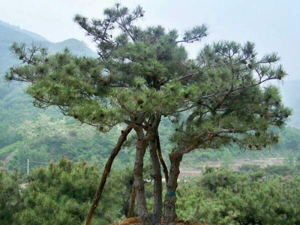 黑松樹造型景觀欣賞