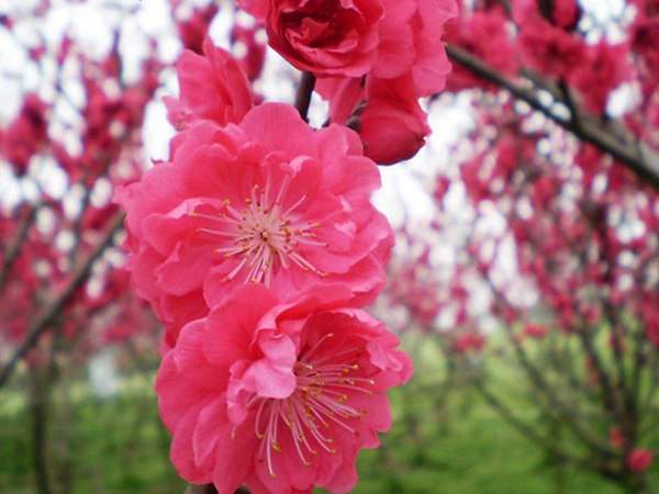 紅梅花一般什么時候開花？