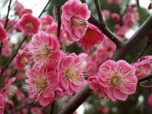 紅梅如何修剪才能多開(kāi)花