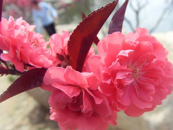 紅葉碧桃花期有多長(zhǎng)，幾月份開(kāi)花？