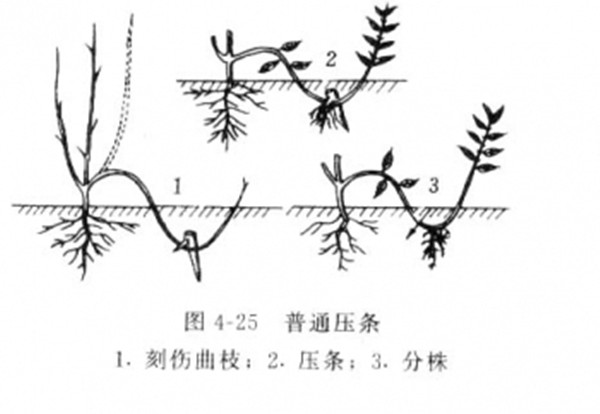壓條分株繁殖--長景園林 壓條分株繁殖--長景園林
