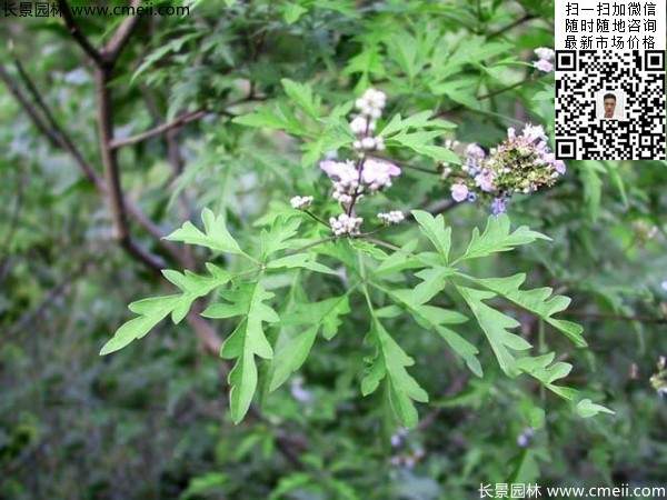 荊條種植基地小苗植物