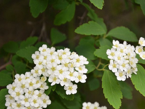 美麗繡線(xiàn)菊?qǐng)D片