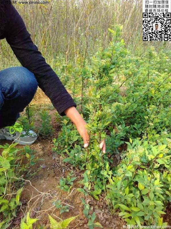 美麗繡線(xiàn)菊?qǐng)D片