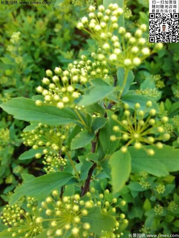 美麗繡線(xiàn)菊?qǐng)D片