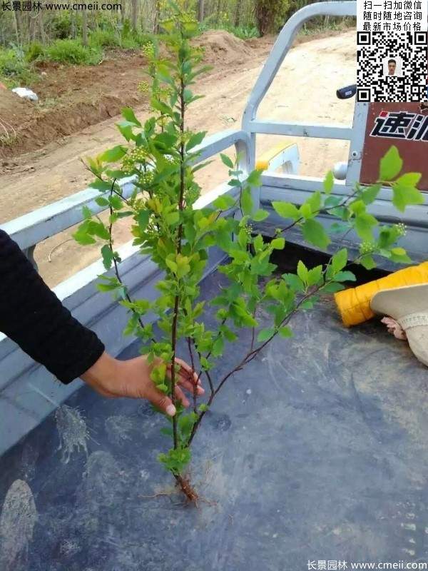 美麗繡線(xiàn)菊?qǐng)D片