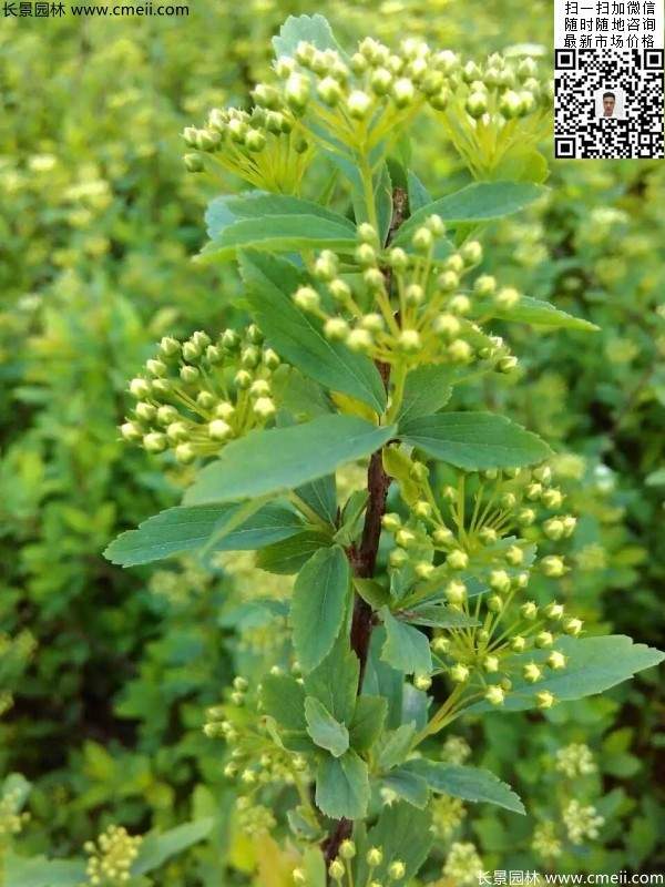 美麗繡線(xiàn)菊?qǐng)D片