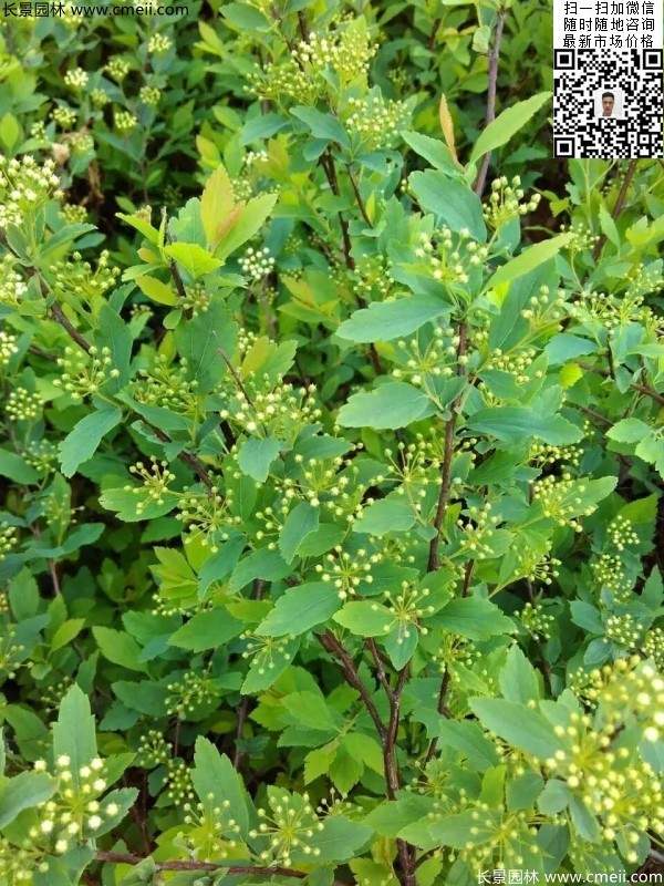 美麗繡線(xiàn)菊?qǐng)D片