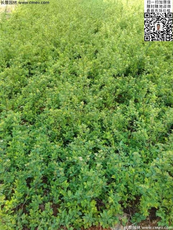 美麗繡線(xiàn)菊?qǐng)D片