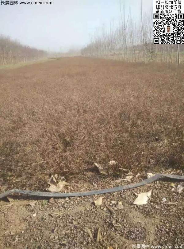 美麗繡線(xiàn)菊?qǐng)D片