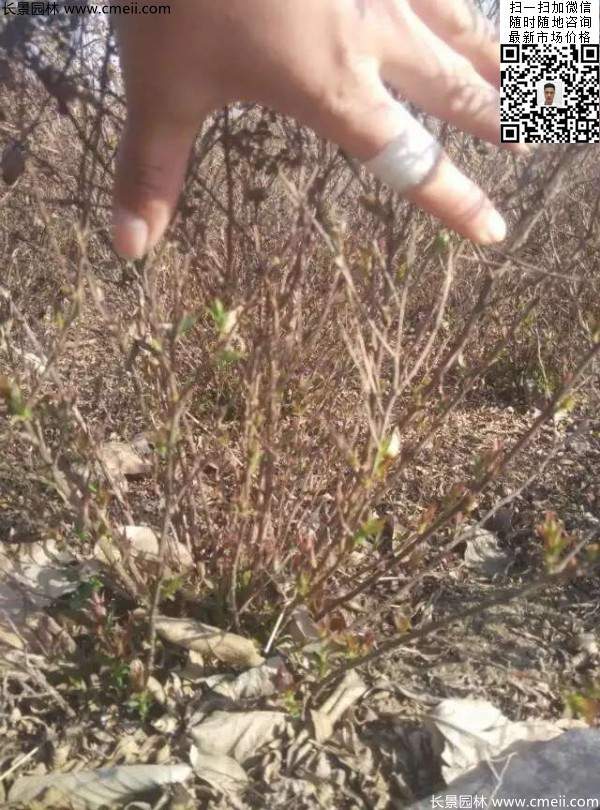 美麗繡線(xiàn)菊?qǐng)D片