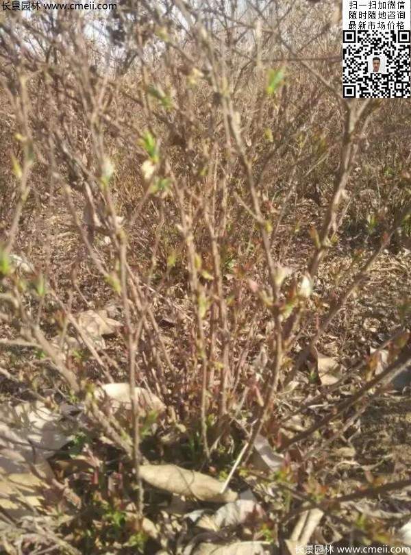 美麗繡線(xiàn)菊?qǐng)D片