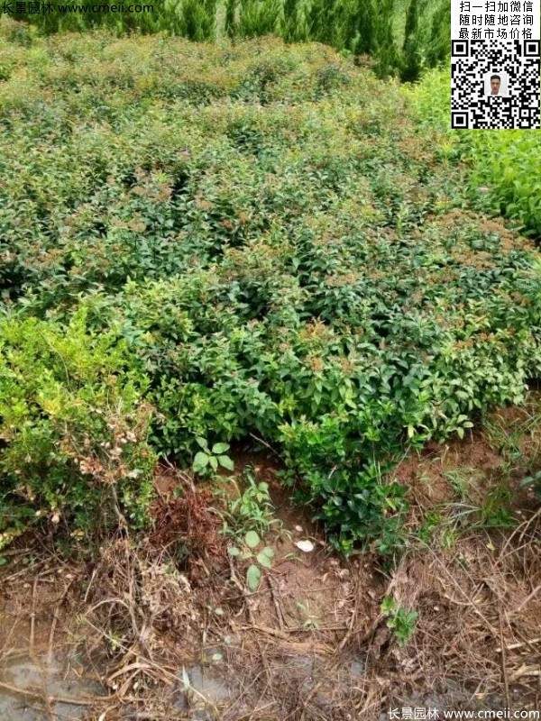 粉花繡線菊基地圖片 粉花繡線菊基地圖片