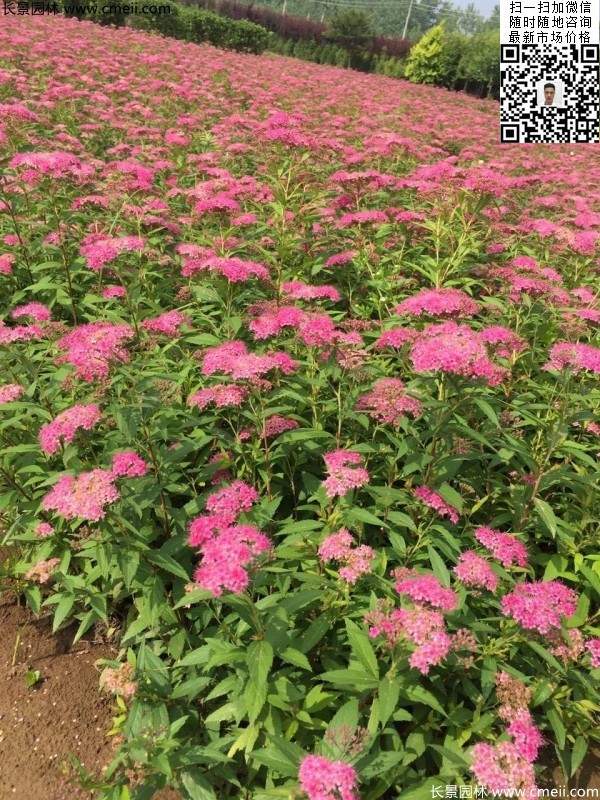 粉花繡線菊基地圖片 粉花繡線菊基地圖片