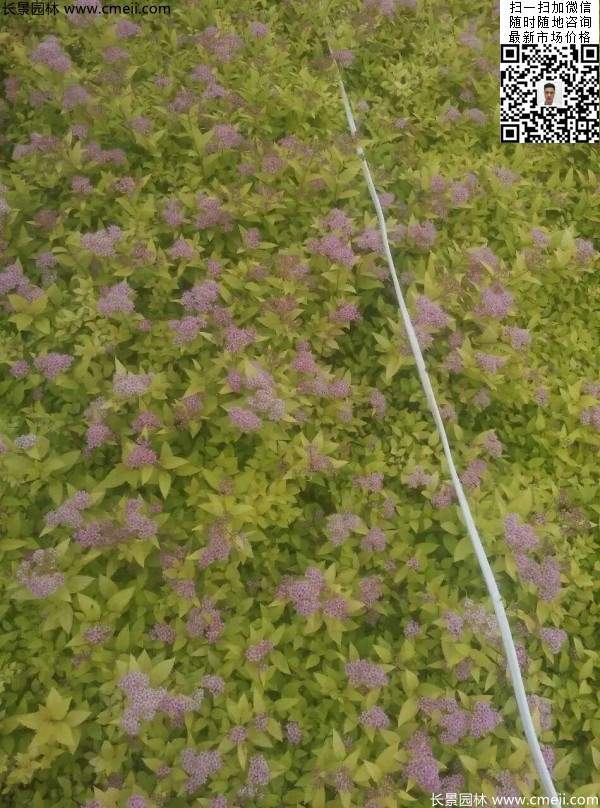 粉花繡線菊基地圖片 粉花繡線菊基地圖片