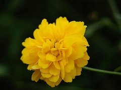 重瓣棣棠價格哪里便宜？產(chǎn)地在哪里？