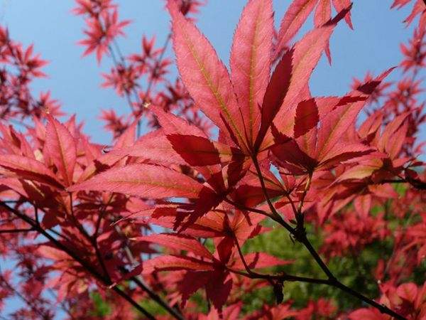 紅楓作衫，白楊為裙，美的傾國傾城！