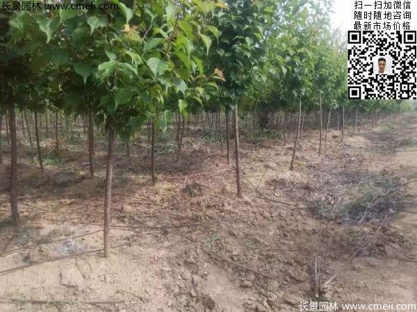 國內數(shù)一數(shù)二紅梅花產地,你知道幾個