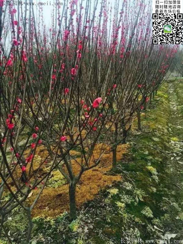 國內數(shù)一數(shù)二紅梅花產地,你知道幾個