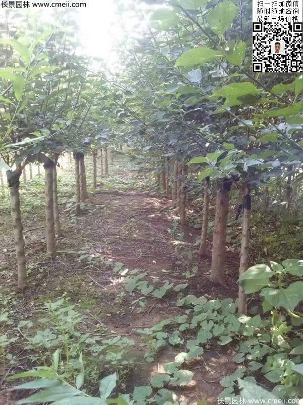 國內數(shù)一數(shù)二紅梅花產地,你知道幾個