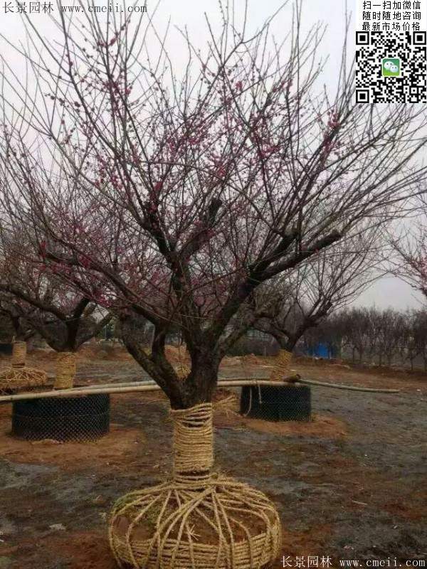 國內數(shù)一數(shù)二紅梅花產地,你知道幾個