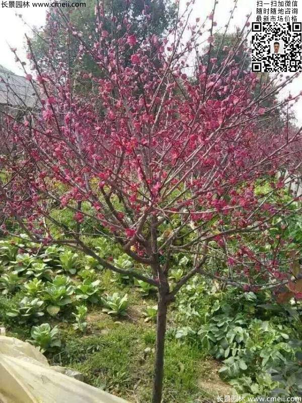 國內數(shù)一數(shù)二紅梅花產地,你知道幾個