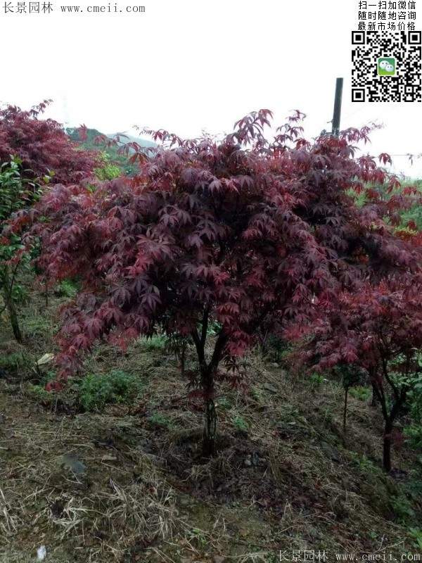 紅楓樹 紅楓樹