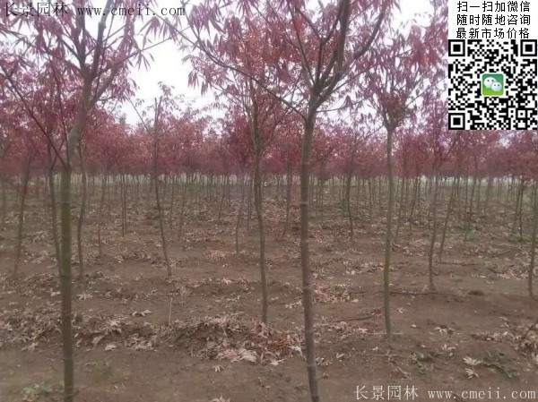 紅楓樹 紅楓樹