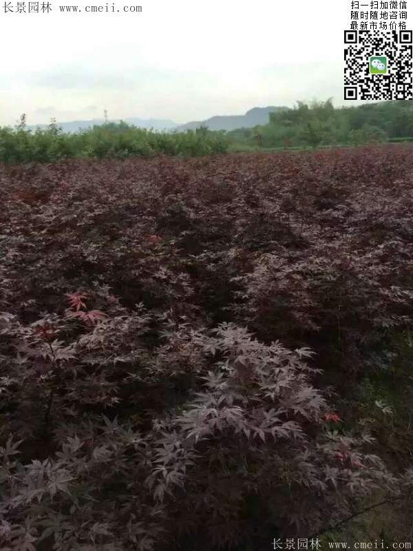 紅楓樹 紅楓樹