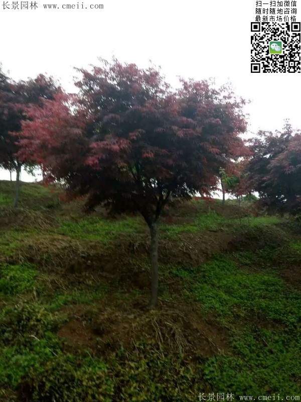 紅楓樹 紅楓樹