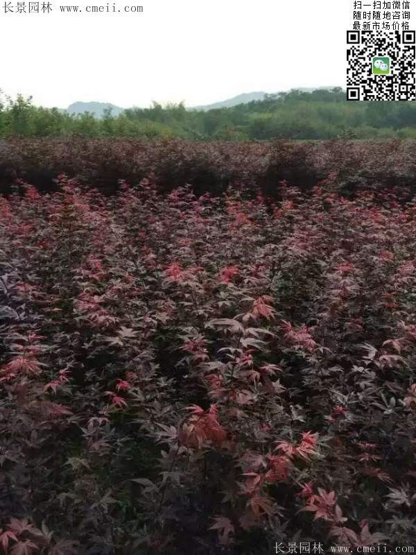 紅楓樹 紅楓樹
