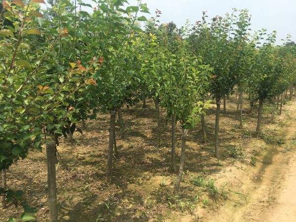 高端、大氣、上檔次的紅梅