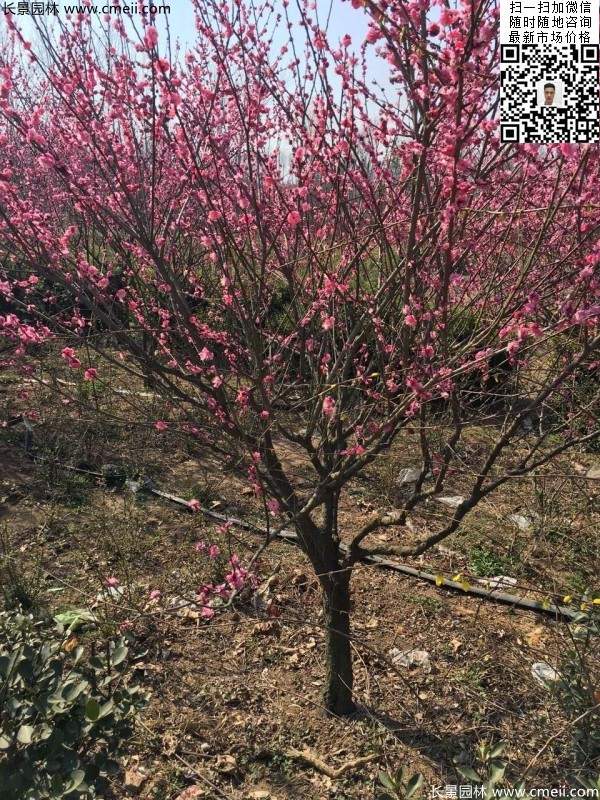 高端、大氣、上檔次的紅梅