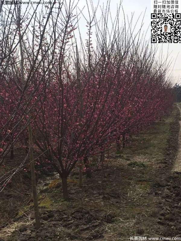 紅梅大樹(shù) 紅梅大樹(shù)