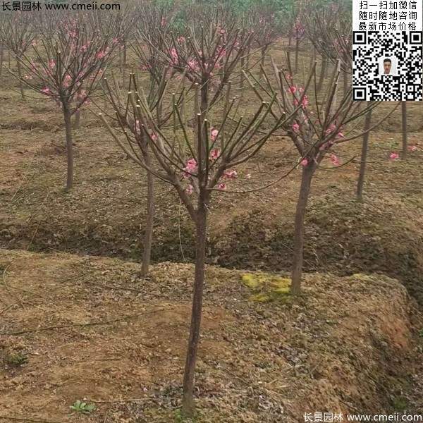 紅梅樹(shù) 紅梅樹(shù)