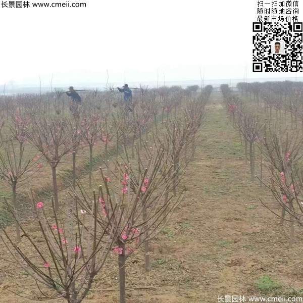 紅梅樹 紅梅樹