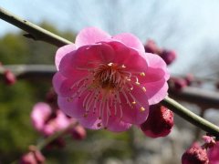 聽說(shuō)“日本櫻花”和“紅梅”還是近親呢，你知