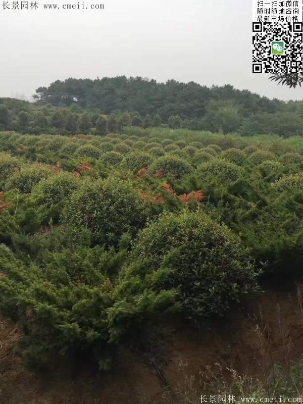 紅葉石楠--長(zhǎng)景園林 紅葉石楠--長(zhǎng)景園林
