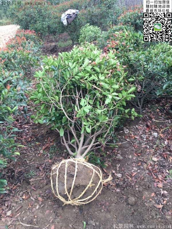 紅葉石楠--長(zhǎng)景園林 紅葉石楠--長(zhǎng)景園林
