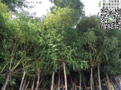 求購(gòu)5、6、7、8公分的精品黃金槐，還是到沭陽(yáng)，