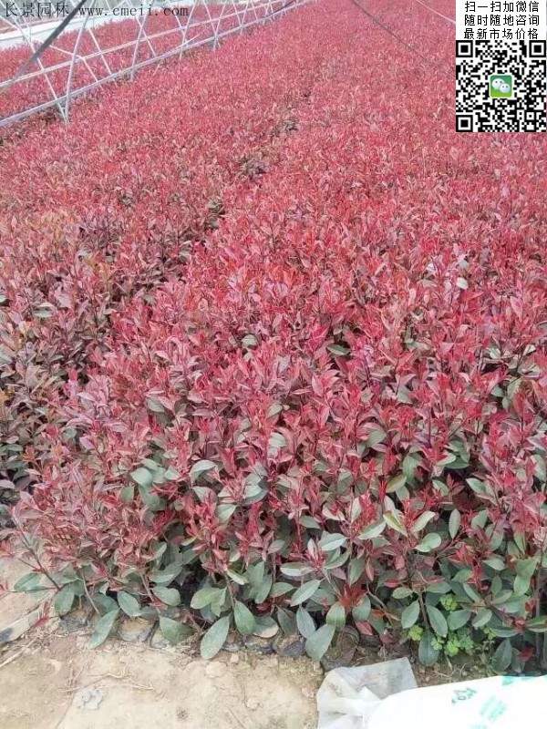 紅葉石楠--長(zhǎng)景園林