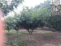 2016下半年最新最全櫻花樹苗價(jià)格已出，請(qǐng)更新