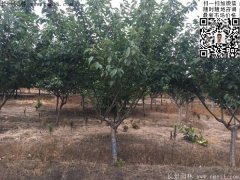 今年的櫻花樹苗多少錢一棵？